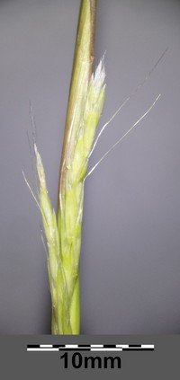 Puffsheath Dropseed