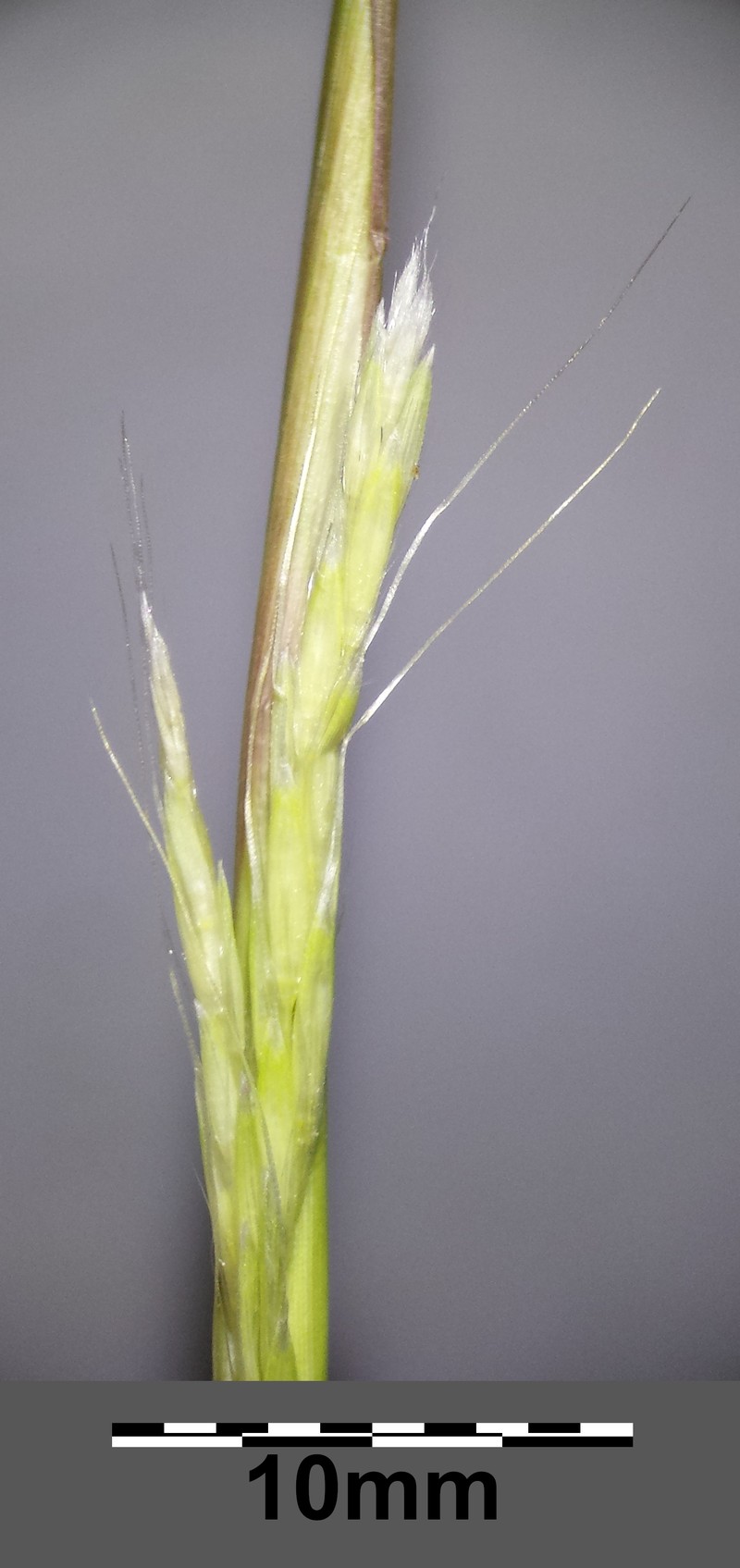 Puffsheath Dropseed