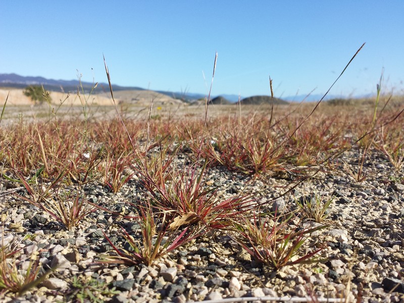 Puffsheath Dropseed photo 2