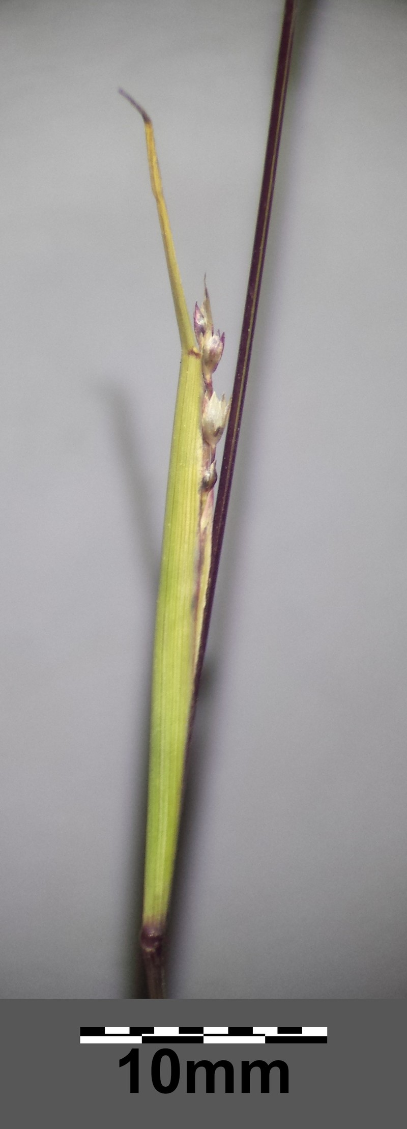 Puffsheath Dropseed photo 3