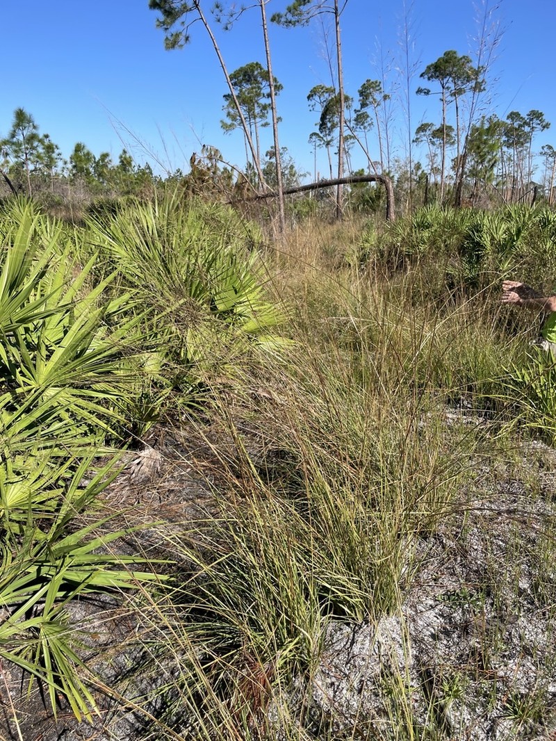 Sporobolus osceolensis photo 2