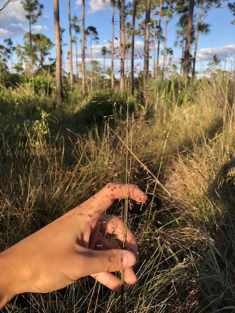 Sporobolus osceolensis photo 3