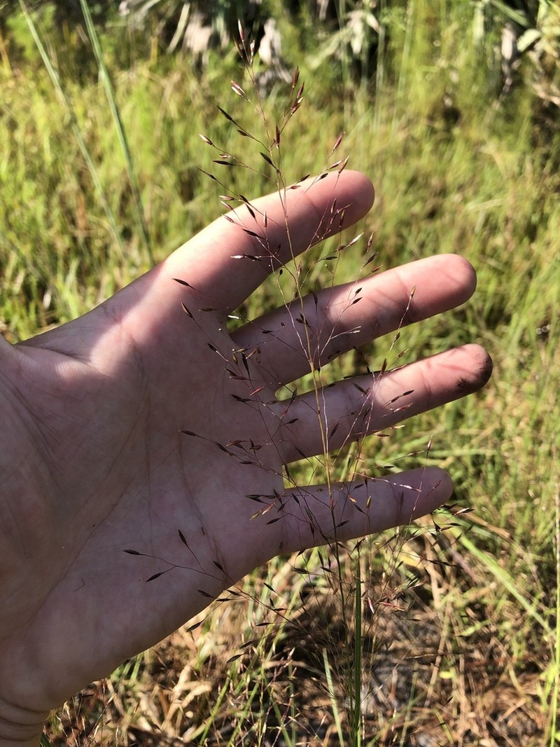 Sporobolus osceolensis photo 4