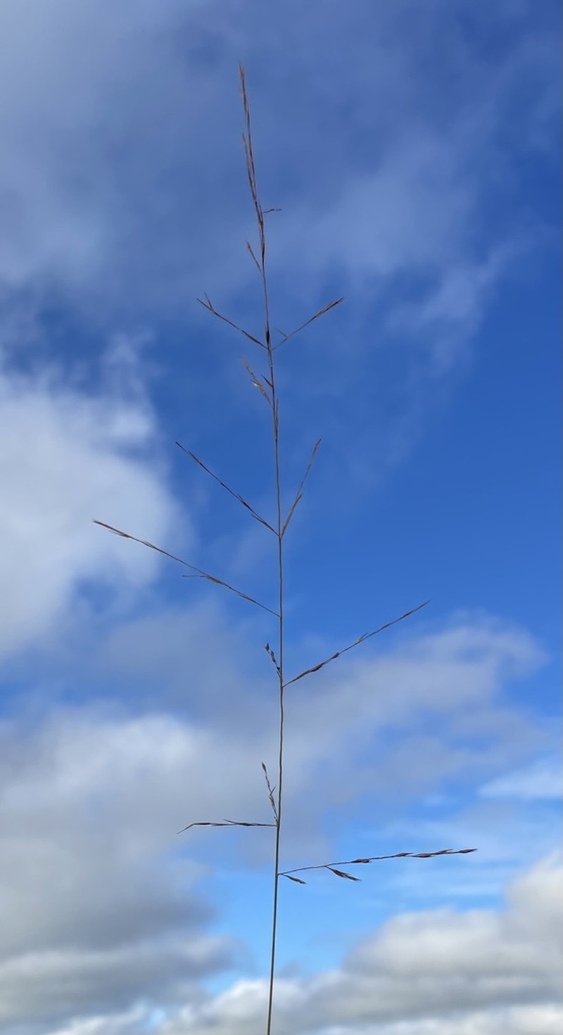 Sporobolus osceolensis photo 5