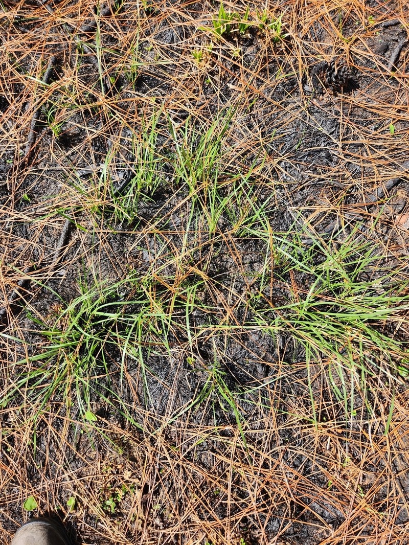 Sporobolus osceolensis photo 6