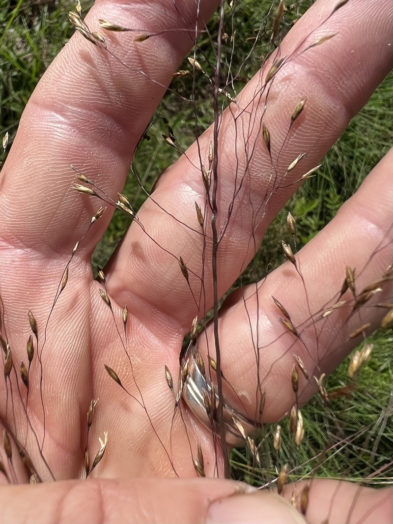 Sporobolus osceolensis photo 7