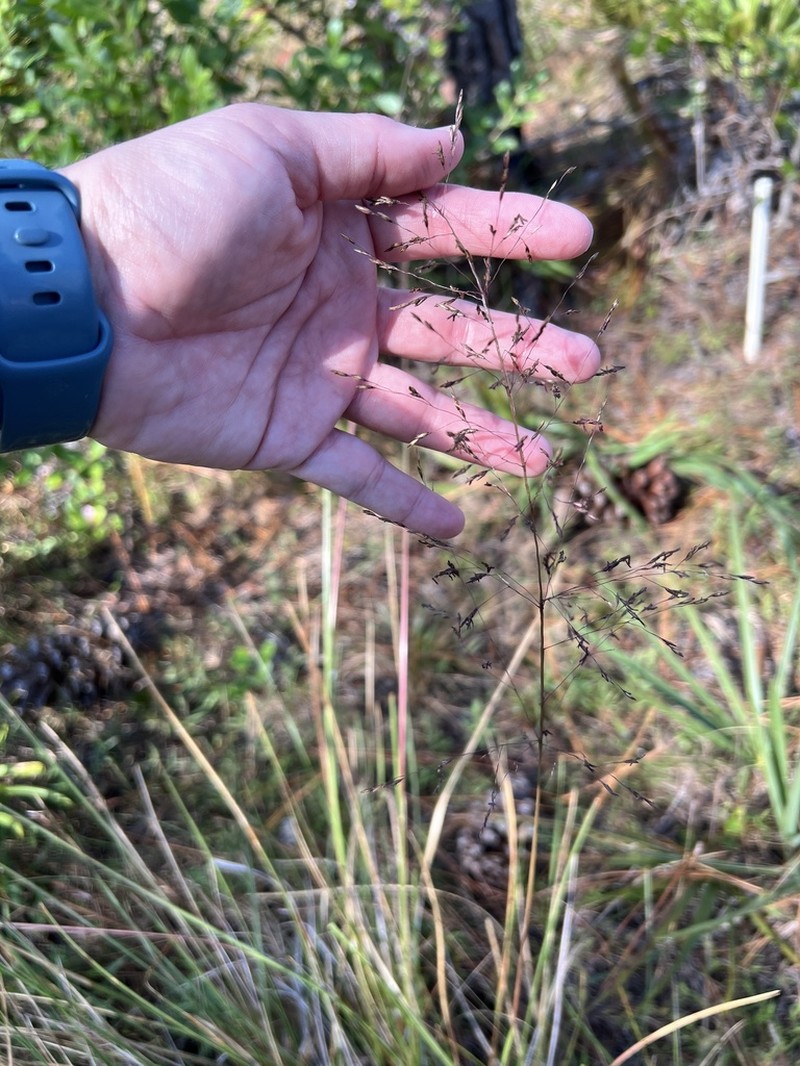 Sporobolus osceolensis photo 8