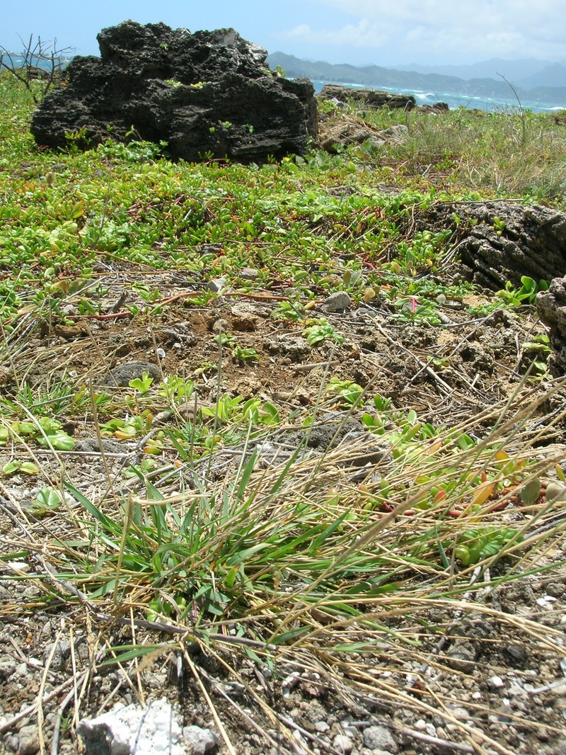 Barundi Dropseed photo 2