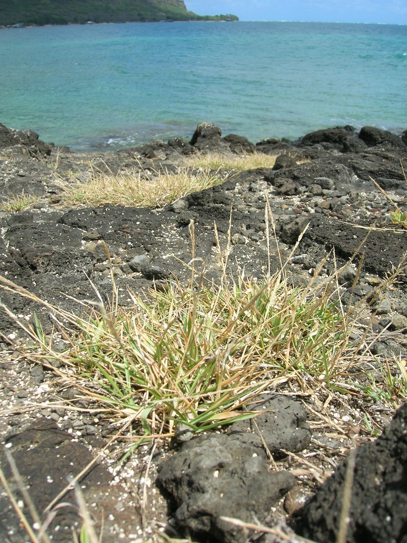 Barundi Dropseed photo 3
