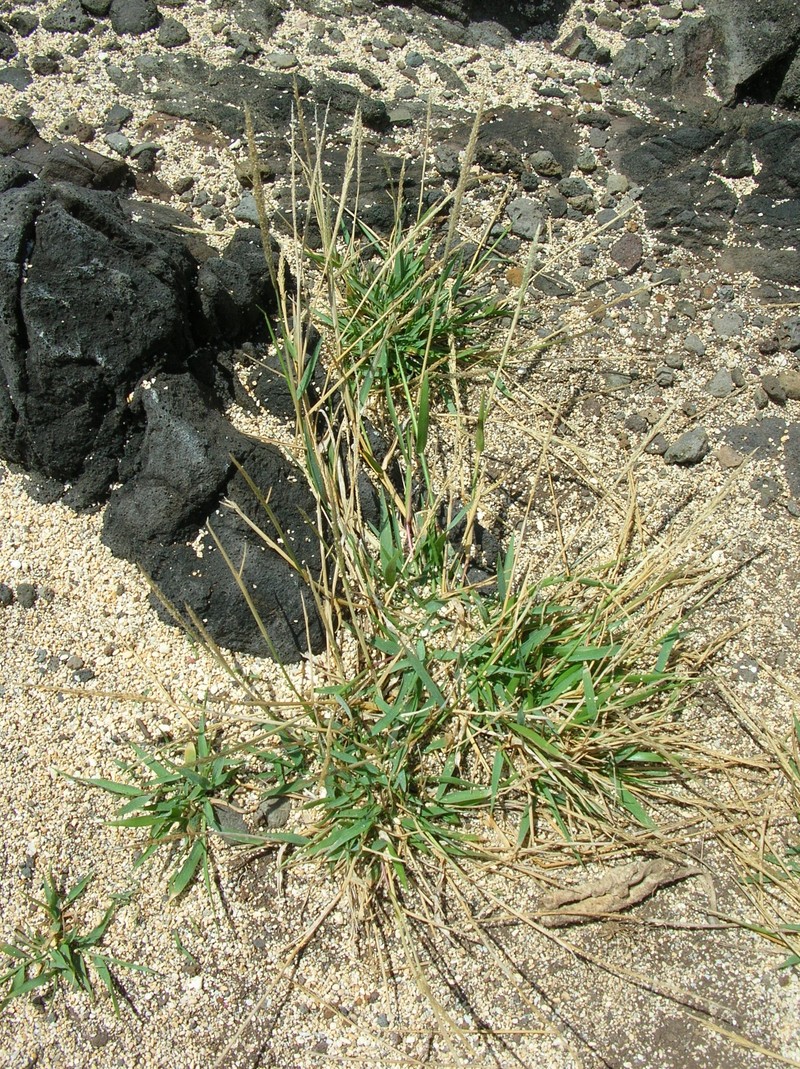 Barundi Dropseed photo 4
