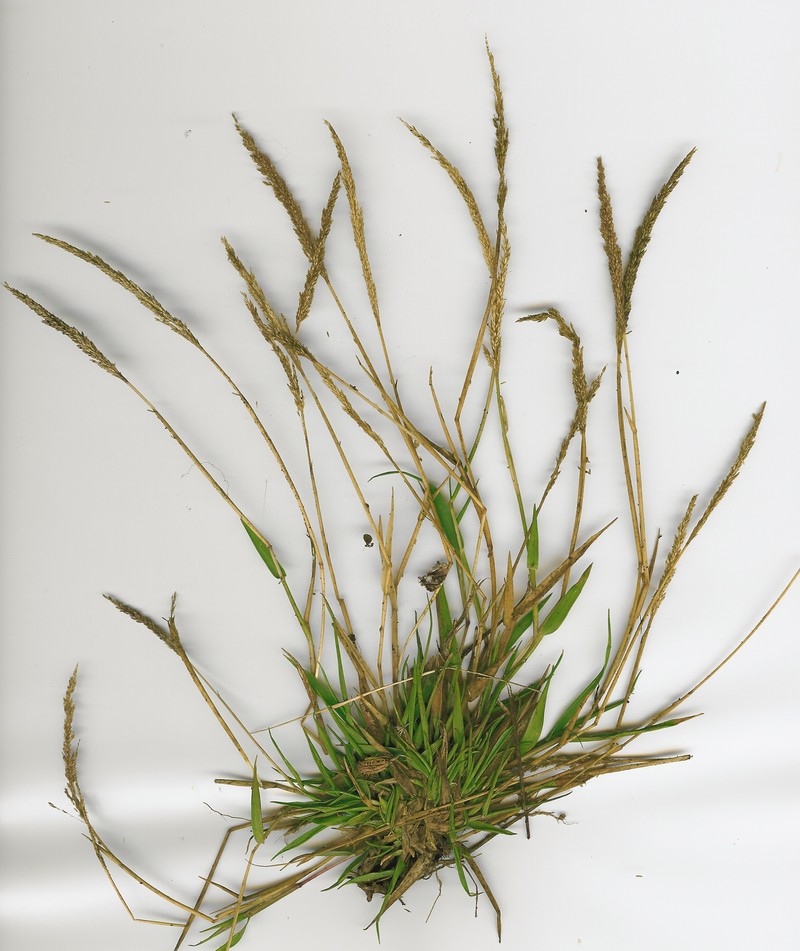 Barundi Dropseed photo 5