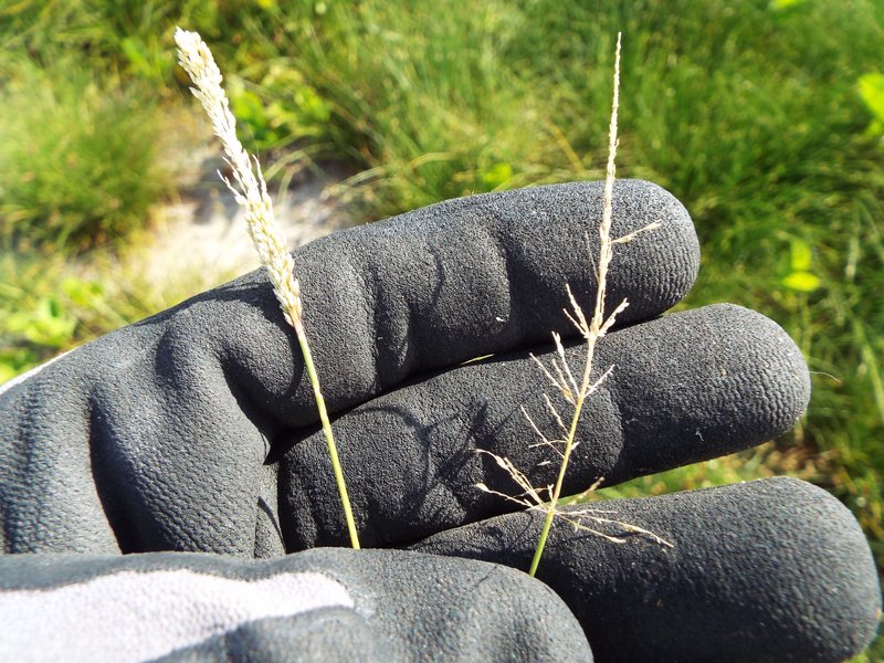 Barundi Dropseed photo 6