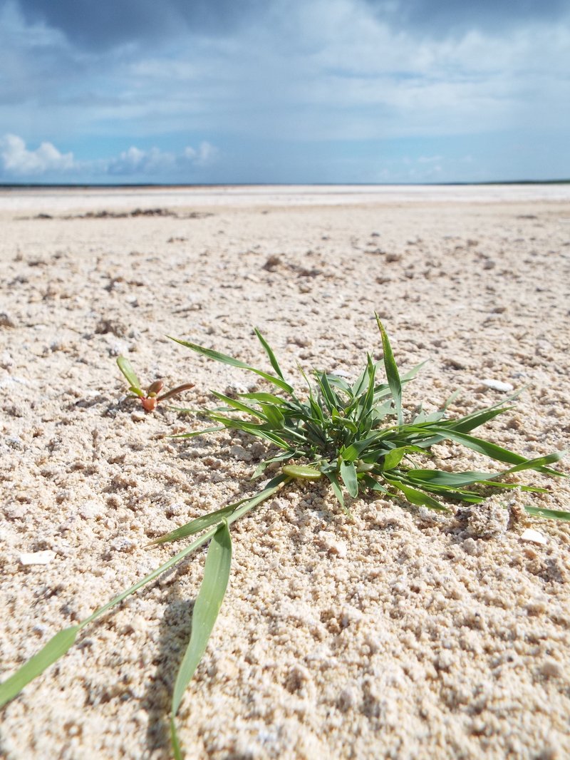 Barundi Dropseed photo 7