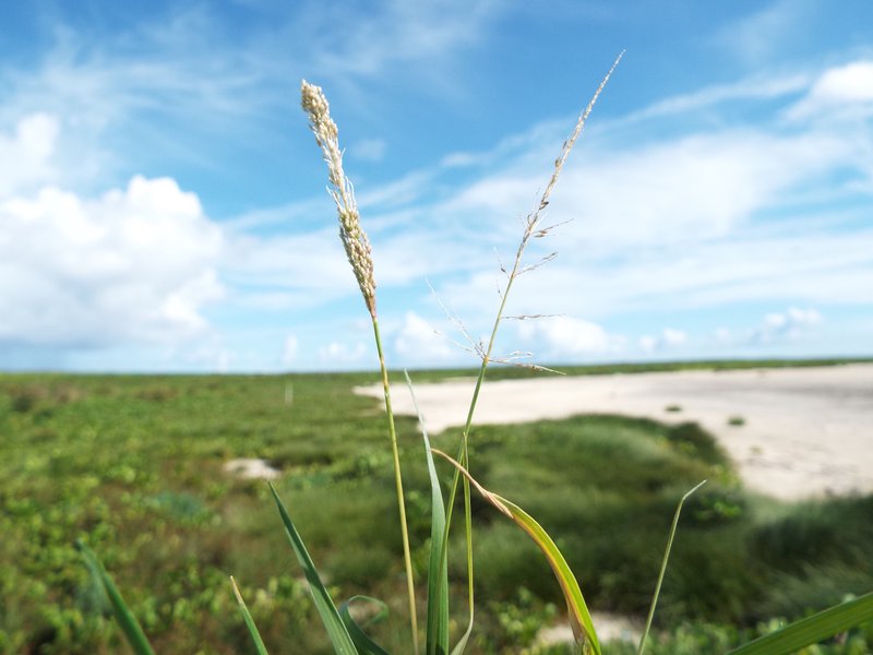 Barundi Dropseed photo 8