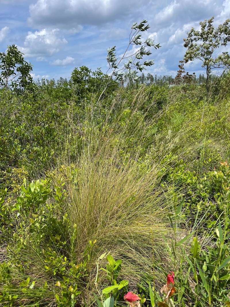 Carolina Dropseed