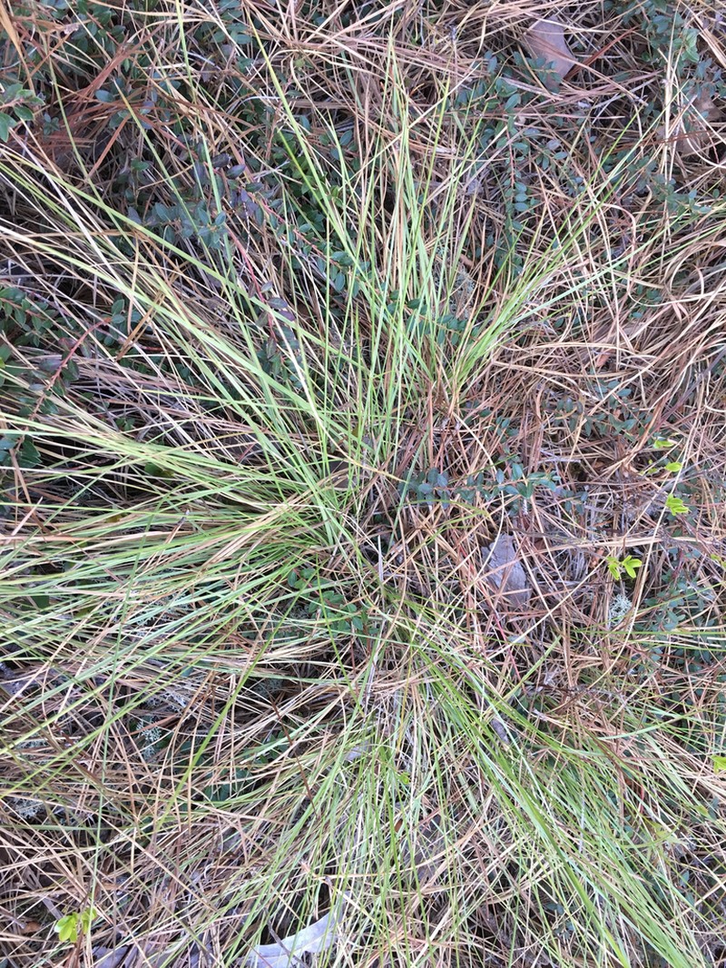 Carolina Dropseed photo 2