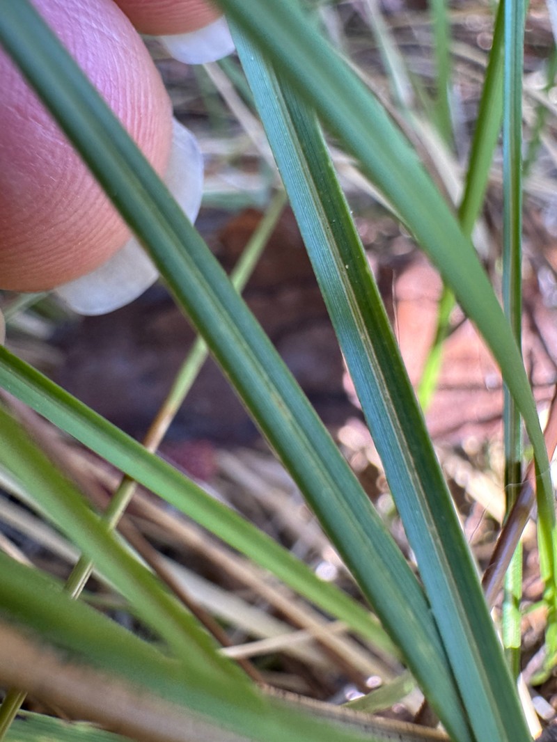 Carolina Dropseed photo 3