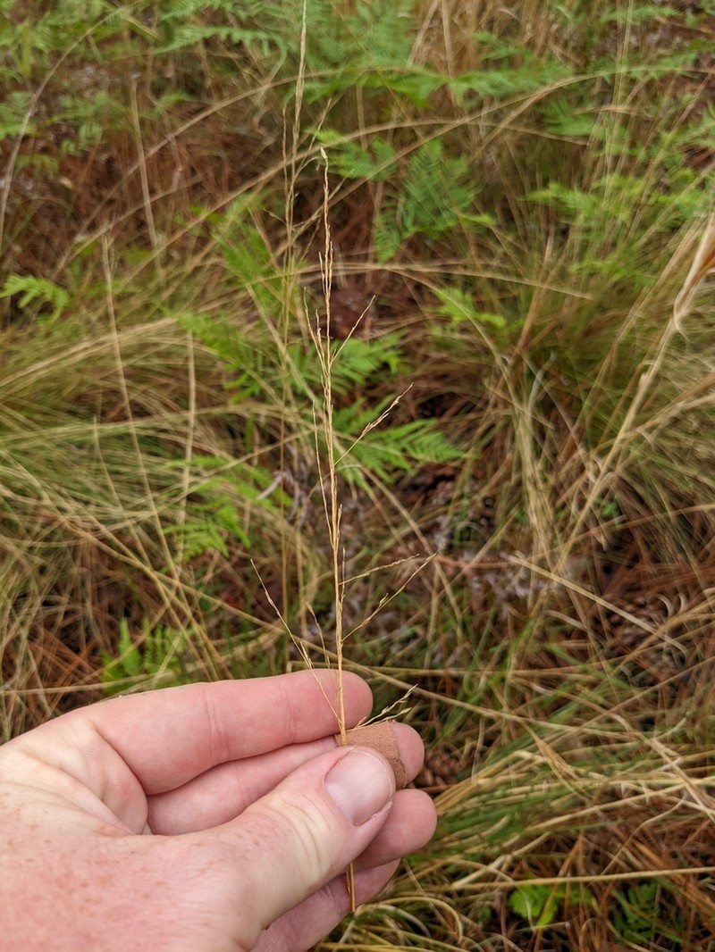 Carolina Dropseed photo 4