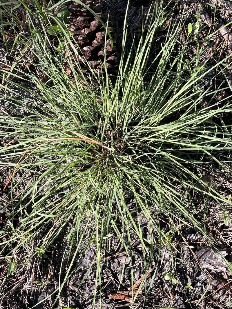 Carolina Dropseed photo 5