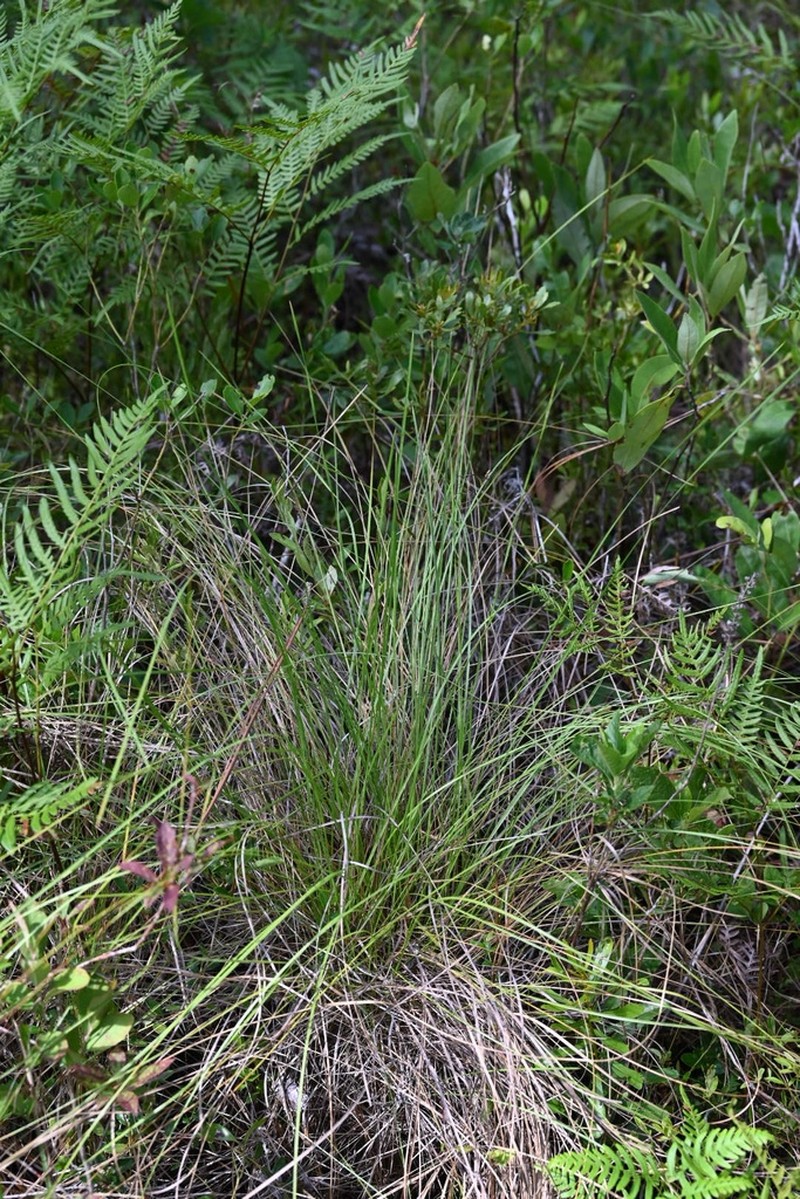 Carolina Dropseed photo 6