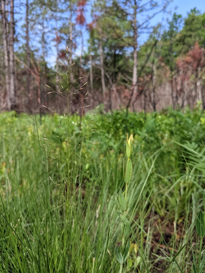 Carolina Dropseed photo 7