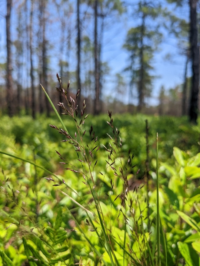 Carolina Dropseed photo 8