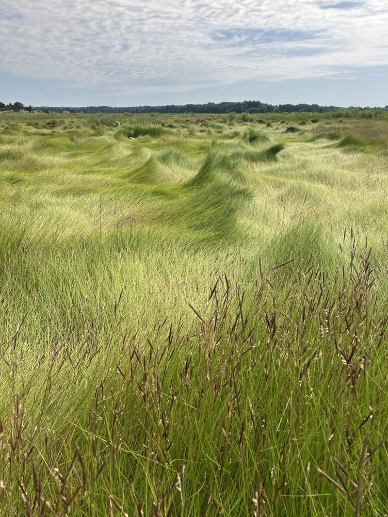 Saltmeadow Cordgrass