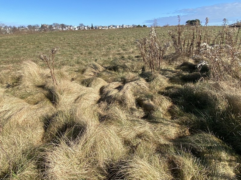 Saltmeadow Cordgrass photo 2
