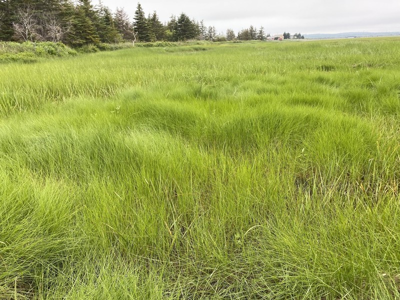 Saltmeadow Cordgrass photo 3