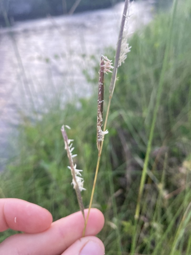 Saltmeadow Cordgrass photo 4