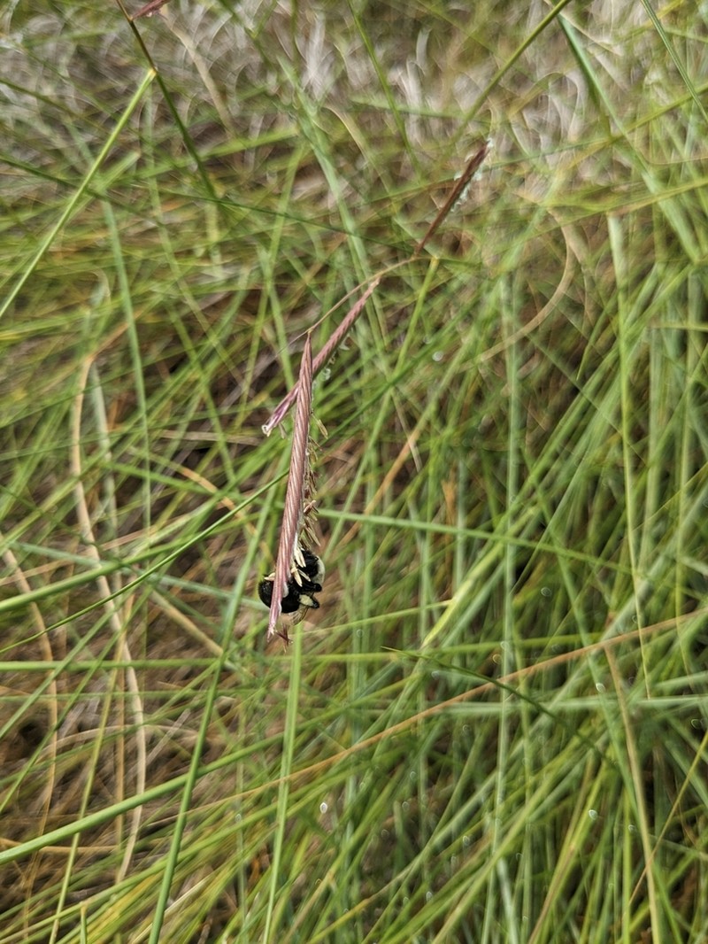 Saltmeadow Cordgrass photo 5