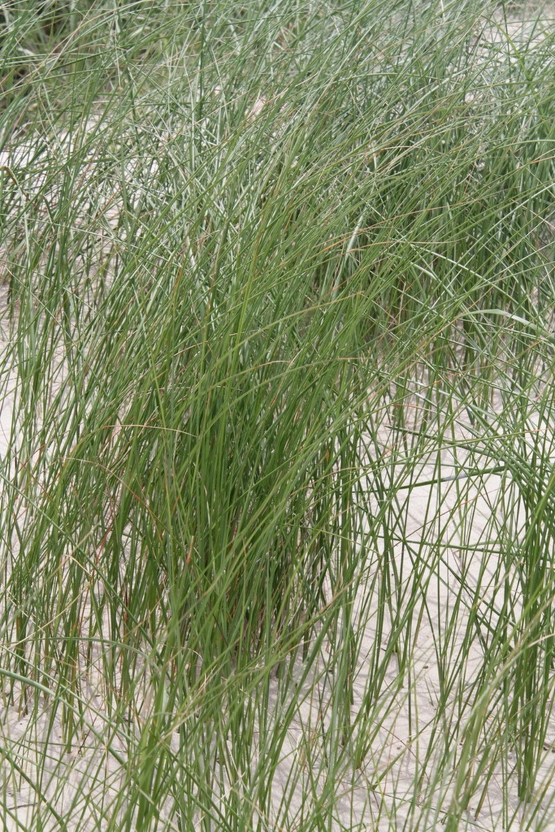 Saltmeadow Cordgrass photo 6