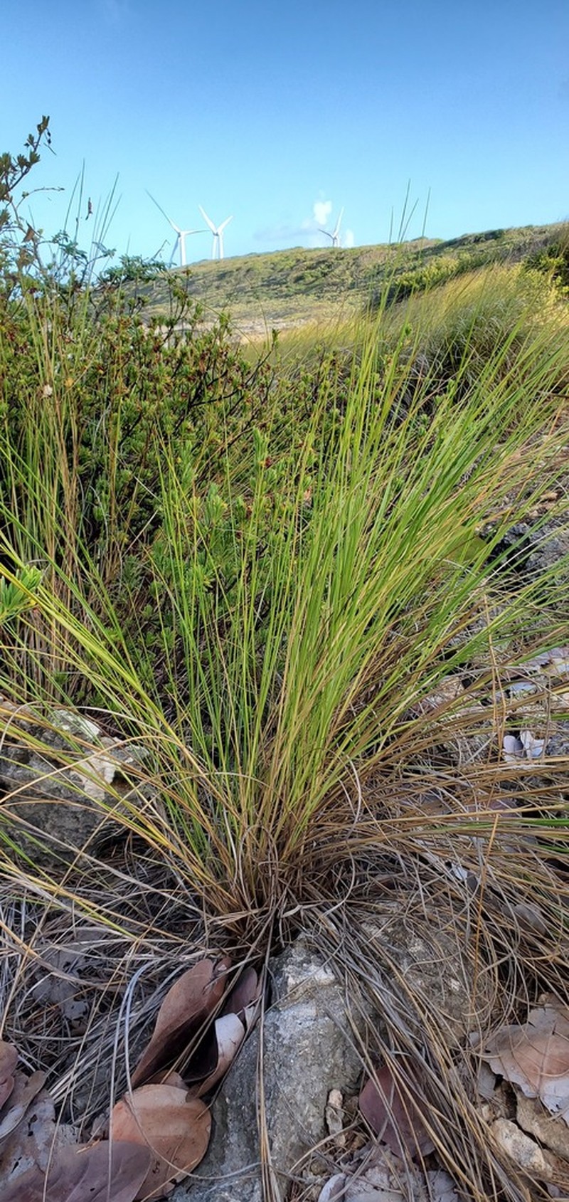 Saltmeadow Cordgrass photo 7