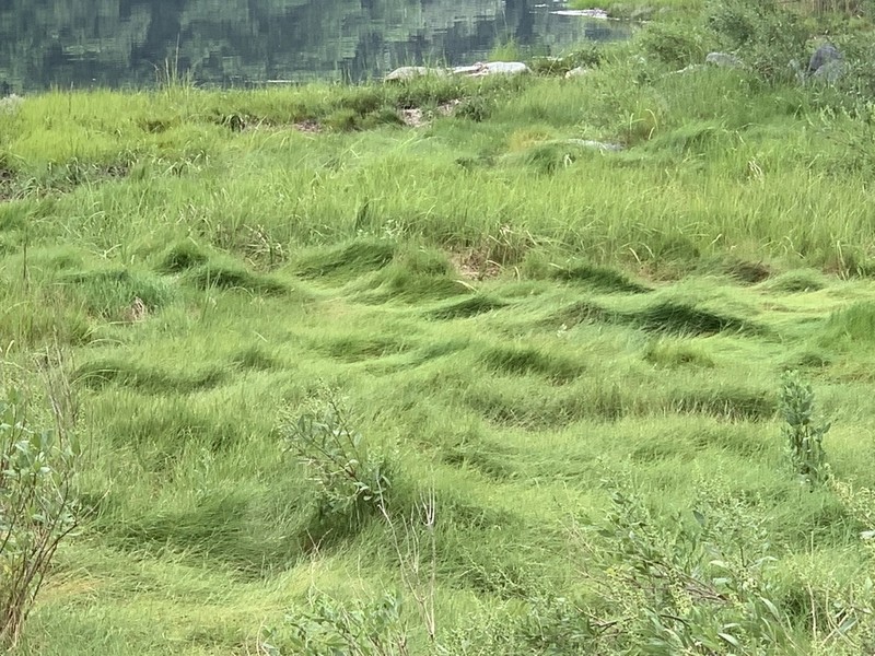 Saltmeadow Cordgrass photo 8