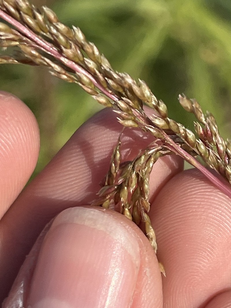 Purple Dropseed