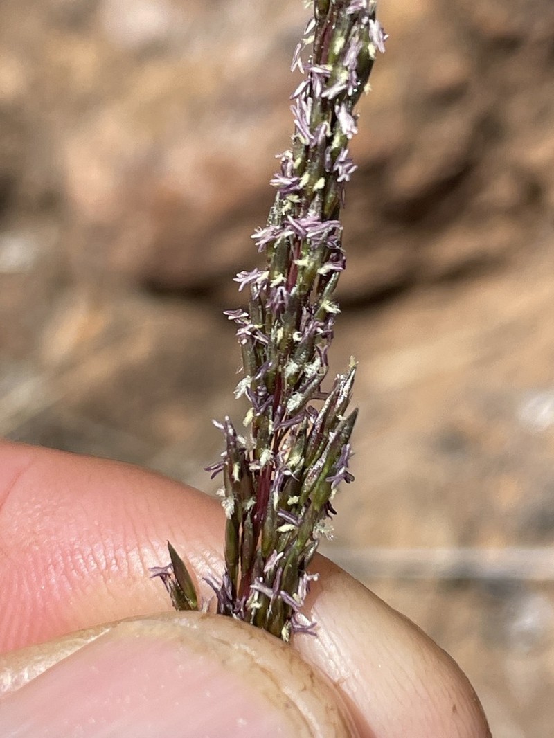 Purple Dropseed photo 3