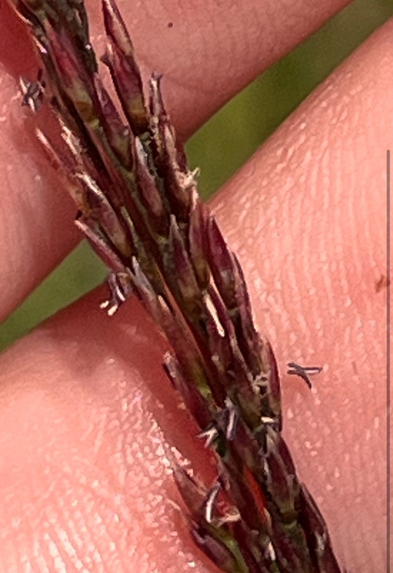 Purple Dropseed photo 4