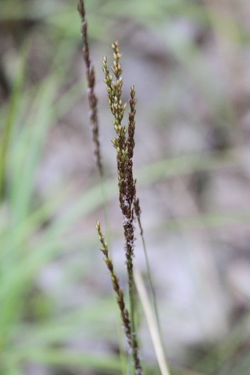 Purple Dropseed photo 5