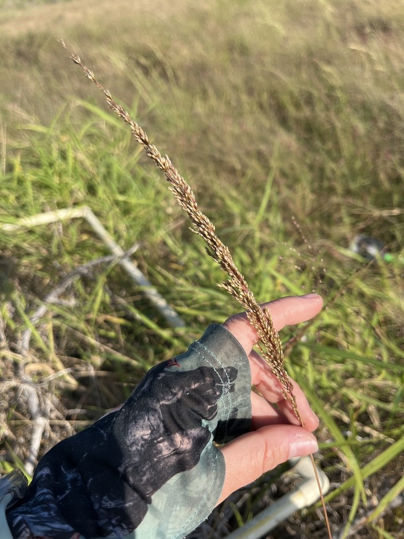 Purple Dropseed photo 6
