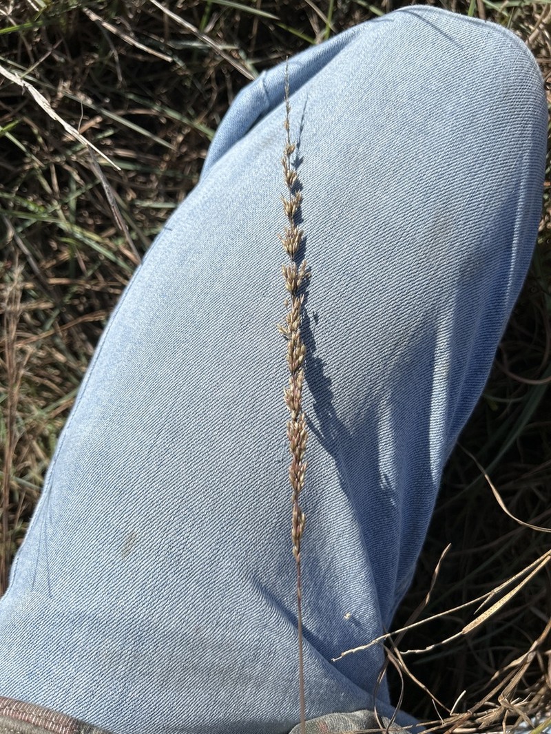 Purple Dropseed photo 7