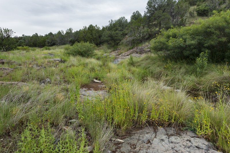 Purple Dropseed photo 5