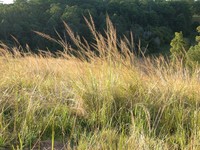 Sporobolus pyramidalis