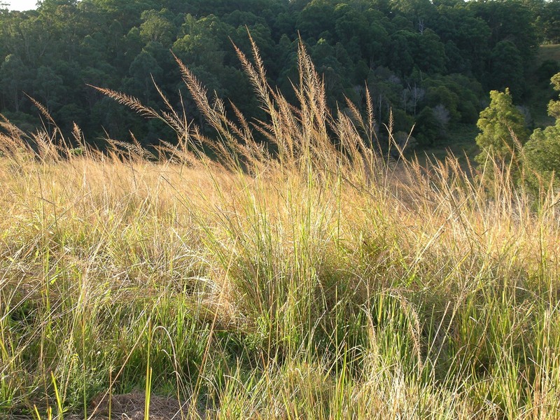 Sporobolus pyramidalis
