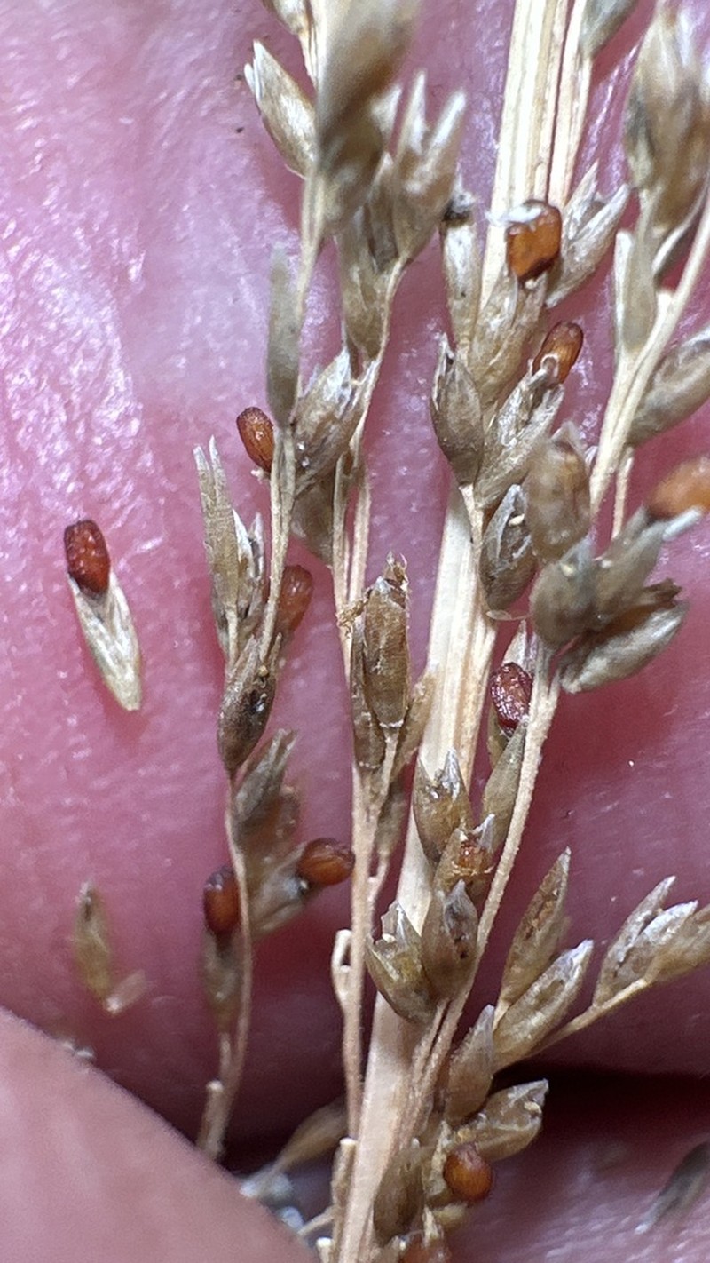 Sporobolus pyramidalis photo 2