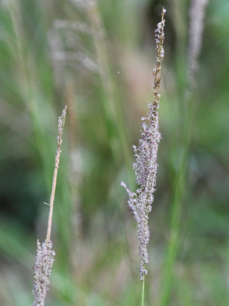 Sporobolus pyramidalis photo 3