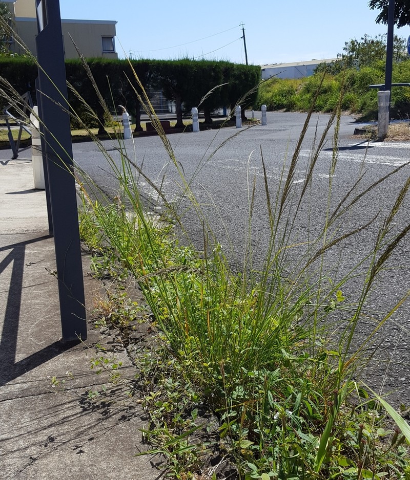 Sporobolus pyramidalis photo 5