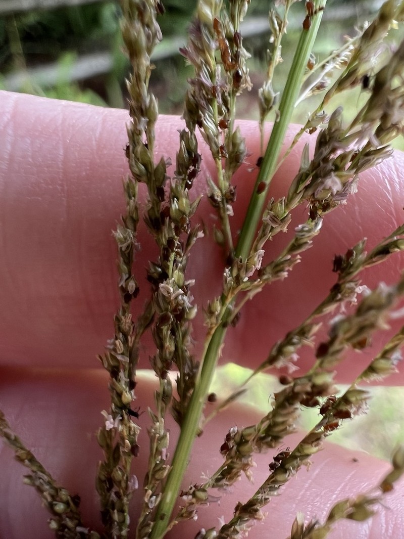 Sporobolus pyramidalis photo 6