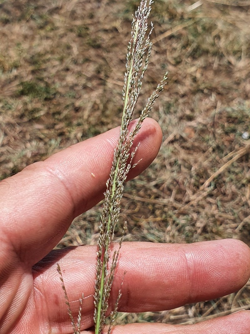 Sporobolus pyramidalis photo 7
