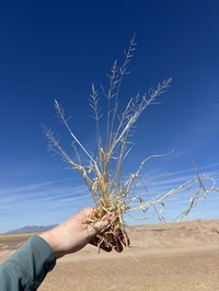 Madagascar Dropseed