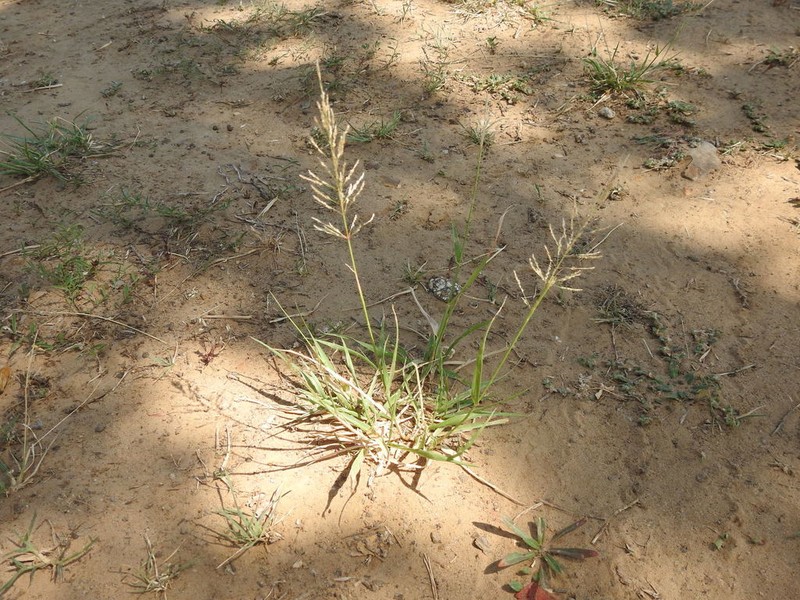 Madagascar Dropseed photo 2